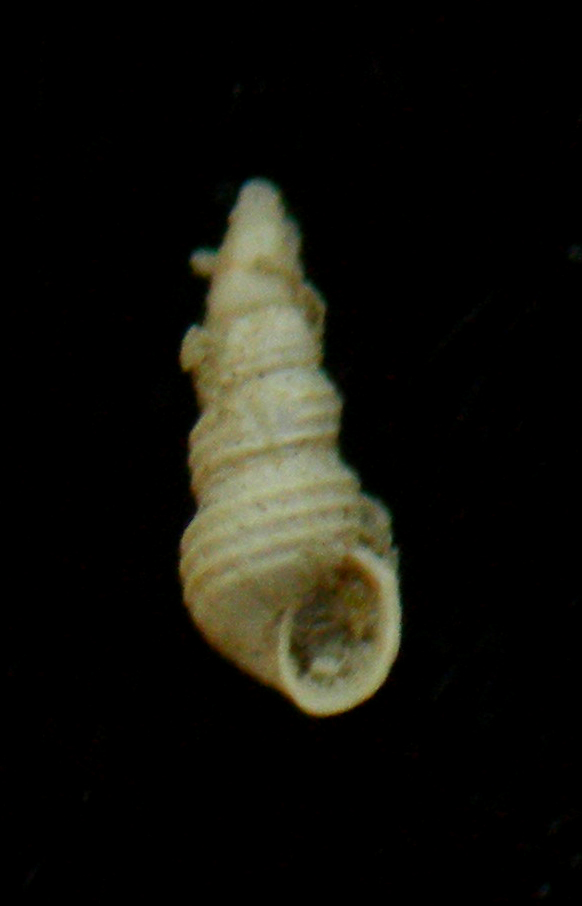 Aclis ascaris